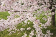 Petal;Cherry-Blossom;Bloom;Tree;Looking-up;Brown;Springtime;branches;limb;Flower