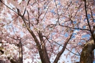 trees;Cherry-Blossom;Looking-up;tree;Flower;limb;Horizontal;White;Pink;tree-trun