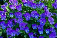 Purple;Horizontal;Green;Flowering;Petals;Blossom;Lavender;Flower;Blue;Petal