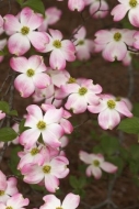 limb;tree-limbs;Petal;Flowers;Pink;Dogwood;branches;Botanical;Petals;Blossom;Pin