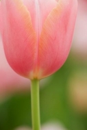 Petals;stem;Salmon;tulips;floral;Flower;Springtime;Petal;Pink;Spring;Flowers;Blo