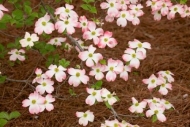 Petals;Green;limb;branch;Pink;Pink-Dogwood;tree-limbs;Flower;branches;Flowers;Pe