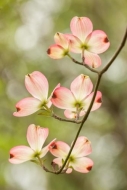 Bloom;Blossom;Blossoms;Botanical;Branches;Brown;Calm;Close-up;Dogwood;Floral;Flo
