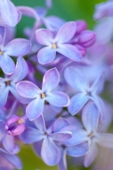 Bloom;Blossom;Blossoms;Blue;Blues;Calm;Close-up;Cool-Colors;Cool-Palette;Cool-To