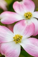 Bloom;Blossom;Blossoms;Botanical;Calm;Dogwood;Floral;Floweret;Flowering;Flowers;