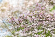 Bloom;Blossom;Blossoms;Botanical;Branches;Calm;Dogwood;Floral;Floweret;Flowering