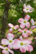 Blossom;Green;Petal;Flowering;Pink;Flower;Tree;White;close-up;Flowers;Petals;Pin