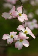 Petal;Peaceful;branch;Blossom;Green;Petals;Pink;Pink-Dogwood;White;Flowering;Dog