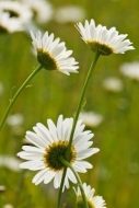 stem;Flower;Vertical;Petals;Petal;White;Close-up;stems;Daisy;Blossom;Yellow;Gree