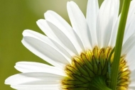Close-up;Daisy;Blossom;stem;Green;Daisies;Flowers;stems;Wildflower;Bloom;Horizon
