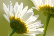 Blossom;Close-up;Horizontal;Flowers;Petals;Daisy;stem;stems;Flowering;Yellow;Dai