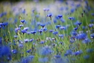 Field;Flower;cornflower;Petal;Bloom;Bachelor-Button;Flowers;Blossom;Blue;Floweri