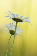 White;Yellow;Petal;Daisy;Flower;Flowers;Petals;Bloom;Green;Outdoor;Daisies;Bloss