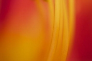 Close-up;Daylily;Yellow;Red;Gold;floral;Lily;Patterns;Flowers;Flowering;Orange;A