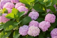 Bloom;Blossom;Blossoms;Floweret;Flowering;Flowers;Hydrangea;Petal;Petals;Pink;bl