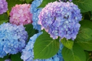 Flowering;Blue;Petal;Garden;Hydrangea;Flowers;Petals;Close-up;Flower;Bloom;Bloss