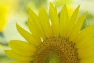 Petal;Plant;Yellow;Sunflower;Close-up;Flowering;Green;Petals;Flowers;Botanical;B