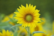 Sunflower;Petals;Botanical;Green;Flowers;Plants;Petal;Blossom;Bloom;Plant;Flower