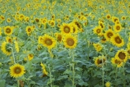 Flowering;Petal;Sunflower;Petals;Flower;Plants;Yellow;Botanical;Plant;Green;Blos