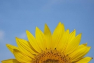 Plants;Bloom;Plant;Flower;Petal;Yellow;Green;Sunflower;Flowers;Botanical;Sky;Blo