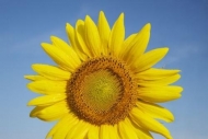 Botanical;Green;Plants;Blue;Petals;Plant;Sky;Flowers;Petal;Sunflower;Yellow;Blos