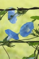 Blue;Close-up;Flower;fence;Flowering;floral;Blossom;Green;Flowers;Morning-Glory;