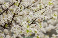 Bloom;Blossom;Blossoms;Bradford-Pear;Branch;Branches;Flower;Floweret;Flowering;F