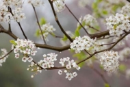 Bloom;Blossom;Blossoms;Bradford-Pear;Branch;Branches;Flower;Floweret;Flowering;F