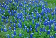 Blossom;Texas;White;bluebonnet;Flower;Bloom;bluebonnets;floral;Green;Flowering;F