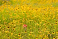 Blossom;Blossoms;Coreopsis-tinctoria;Flower;Floweret;Flowering;Flowers;Flowers-P