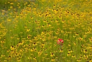 Green;Texas;Flowers;Brown;Petals;Flower;Flora;Indian-Paintbrush;Petal;Red;Wildfl