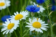 Daisies;Flowering;Flowers;Gold;Daisy;Green;Petal;floral;Flora;Wildflower;White;B