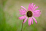 Bloom;Blossom;Blossoms;Botanical;Brown;Bud;Calm;Cedar-Glade;Close-up;Echinacea-t