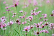 Bloom;Blossom;Blossoms;Calm;Cedar-Barrens;Cedar-Glade;Echinacea-tennesseensis;En