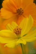 Flora;Gold;Oneness;Orange;Peaceful;Yellow;Flowers;Bloom;Cosmos;Green;Details;Flo