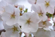 close-up;Cherry-Blossom;Spring;Blossom;Springtime;Flower;Close-up;Flowers;Flower