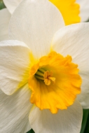 Bloom;Blossom;Blossoms;Botanical;Calm;Close-up;Daffodil;Flora;Floral;Floret;Flow