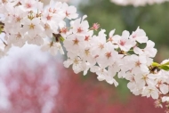 Bloom;Blossom;Blossoms;Botannicals;Cherry-Blossom;Cherry-Tree;Close-up;Flower;Fl