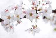 Bloom;Blossom;Blossoms;Botannicals;Cherry-Blossom;Cherry-Tree;Close-up;Flower;Fl