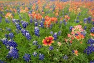 Bluebonnet;Indian-Paintbrush;Flowers;Bluebonnets;Bloom;floral;Petal;Petals;Texas