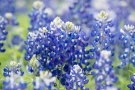 Bloom;Blossom;Blossoms;Blue;Bluebonnet;Bluebonnets;Close-up;Flower;Floweret;Flow