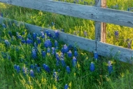 Bloom;Blossom;Blossoms;Blue;Bluebonnet;Bluebonnets;Fence;Flower;Floweret;Floweri