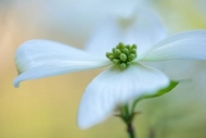 Bloom;Blossom;Blossoms;Botanical;Brown;Calm;Close-up;Dogwood;Floral;Floweret;Flo