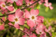 Blossom;Blossoms;Botanical;Branches;Calm;Dogwood;Floral;Floweret;Flowering;Flowe