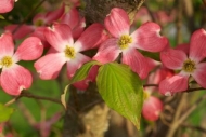 Flower;Bloom;Petal;Pink;Flowering;Dogwood;Blossom;floral;Brown;Flowers;Petals;Cl