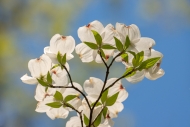 Bloom;Blossom;Blossoms;Blue;Botanical;Calm;Close-up;Cumberland-Falls;Dogwood;Flo