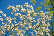 Bloom;Blossom;Blossoms;Blue;Botanical;Calm;Close-up;Cumberland-Falls;Dogwood;Flo