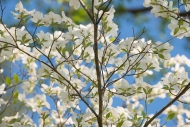 Bloom;Blossom;Blossoms;Blue;Botanical;Calm;Close-up;Cumberland-Falls;Dogwood;Flo