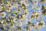 Bloom;Blossom;Blossoms;Blue;Brown;Close-up;Cumberland-Falls;Dogwood;Flower;Flowe