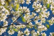 Bloom;Blossom;Blossoms;Blue;Branches;Close-up;Cumberland-Falls;Dogwood;Flower;Fl
